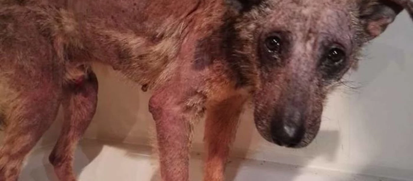 Δείτε τη μεταμόρφωση εγκαταλειμμένου σκύλου (φωτό) 